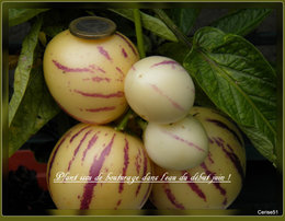 Poire-melon ou Melon-poire - Solanum muricatum