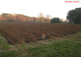 FUMURE ET TRAVAUX D'AUTOMNE