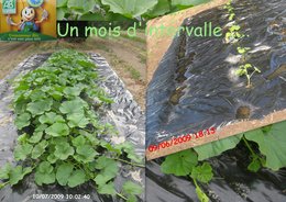 Citrouilles : dernières nouvelles