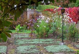 Faut-il semer de l'engrais vert dans le potager ?