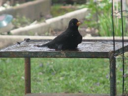 Avez-vous une baignoire pour les oiseaux dans votre jardin ?