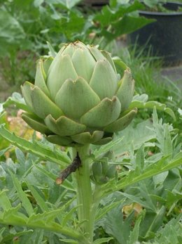 Artichaut