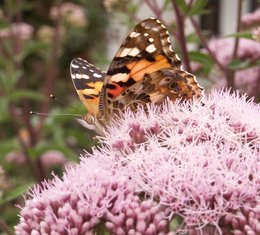 Belle-dame, papillon