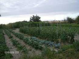 Quels légumes semer ou planter en juillet au jardin ?