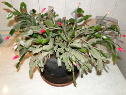 cactus de noel