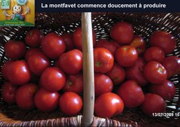 tomates Montfavet