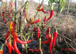 LES DERNIERS PIMENTS ET POIVRONS