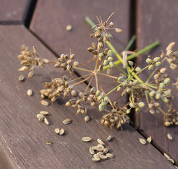 La récolte de graines de légumes et condimentaires au jardin