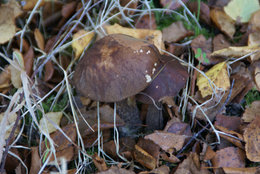 L'automne, ça vous inspire quoi ?