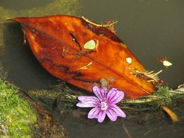 L'automne, ça vous inspire quoi ?