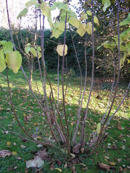 Catalpa bignonioides