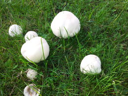 Automne : champignons de mon jardin