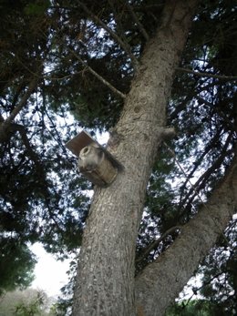 Construire un nichoir pour les oiseaux