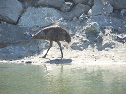 Nourrir les oiseaux en hiver au jardin