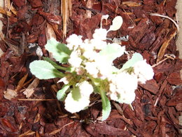 chou fleur
