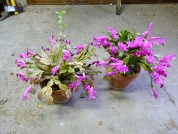 Cactus de Noël - Schlumbergera