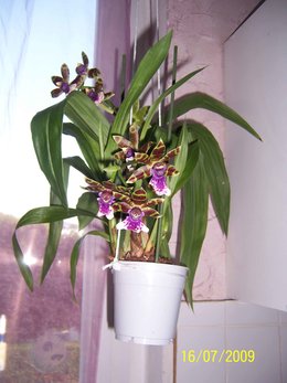 Orchidofolie