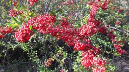 Valériane - Centranthus ruber