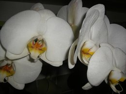La bible à photos : photos d'orchidées
