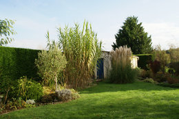 Herbe de la pampa - Plumet - Cortaderia - Gynerium