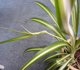 Chlorophytum - Phalangère - Plante araignée