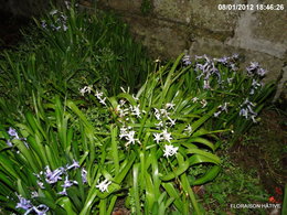 Un hiver trop doux au jardin