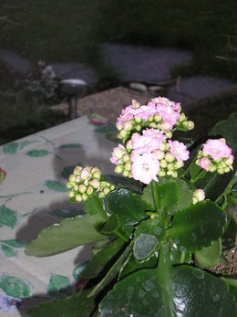 Kalanchoe