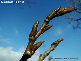 Un hiver trop doux au jardin