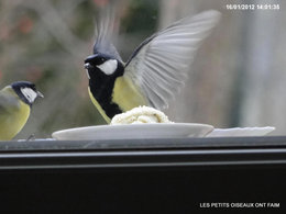 Nourrir les oiseaux en hiver au jardin