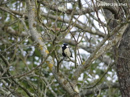 Nourrir les oiseaux en hiver au jardin