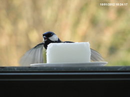 Nourrir les oiseaux en hiver au jardin