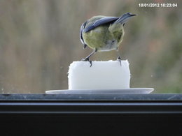 Nourrir les oiseaux en hiver au jardin