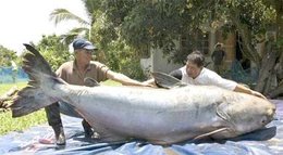 PAIN DE POISSON