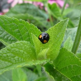 Différences entre les coccinelles asiatiques et  européennes