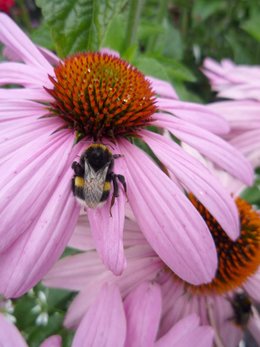 Bourdon terrestre