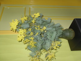 mimosa 