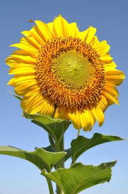 vos plus beaux tournesols