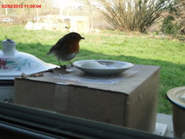 Nourrir les oiseaux en hiver au jardin