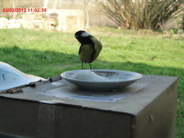 Nourrir les oiseaux en hiver au jardin