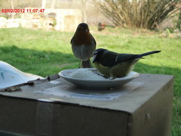 Nourrir les oiseaux en hiver au jardin