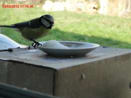 Nourrir les oiseaux en hiver au jardin