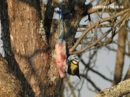 Nourrir les oiseaux en hiver au jardin