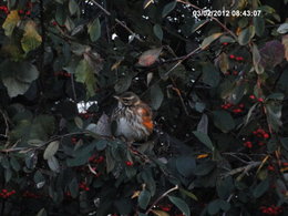 Nourrir les oiseaux en hiver au jardin