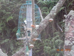 Nourrir les oiseaux en hiver au jardin