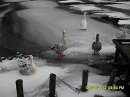 Nourrir les oiseaux en hiver au jardin