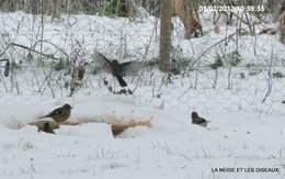 Nourrir les oiseaux en hiver au jardin