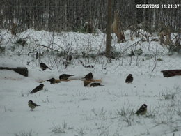 Nourrir les oiseaux en hiver au jardin