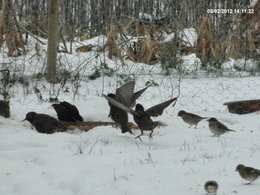 Nourrir les oiseaux en hiver au jardin