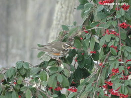 Nourrir les oiseaux en hiver au jardin