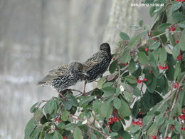 Nourrir les oiseaux en hiver au jardin